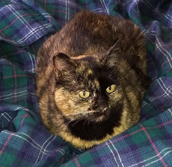 Tortoiseshell Cat Named Maya