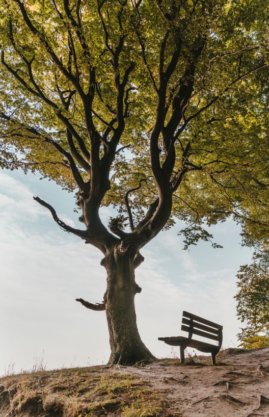 tree and bench